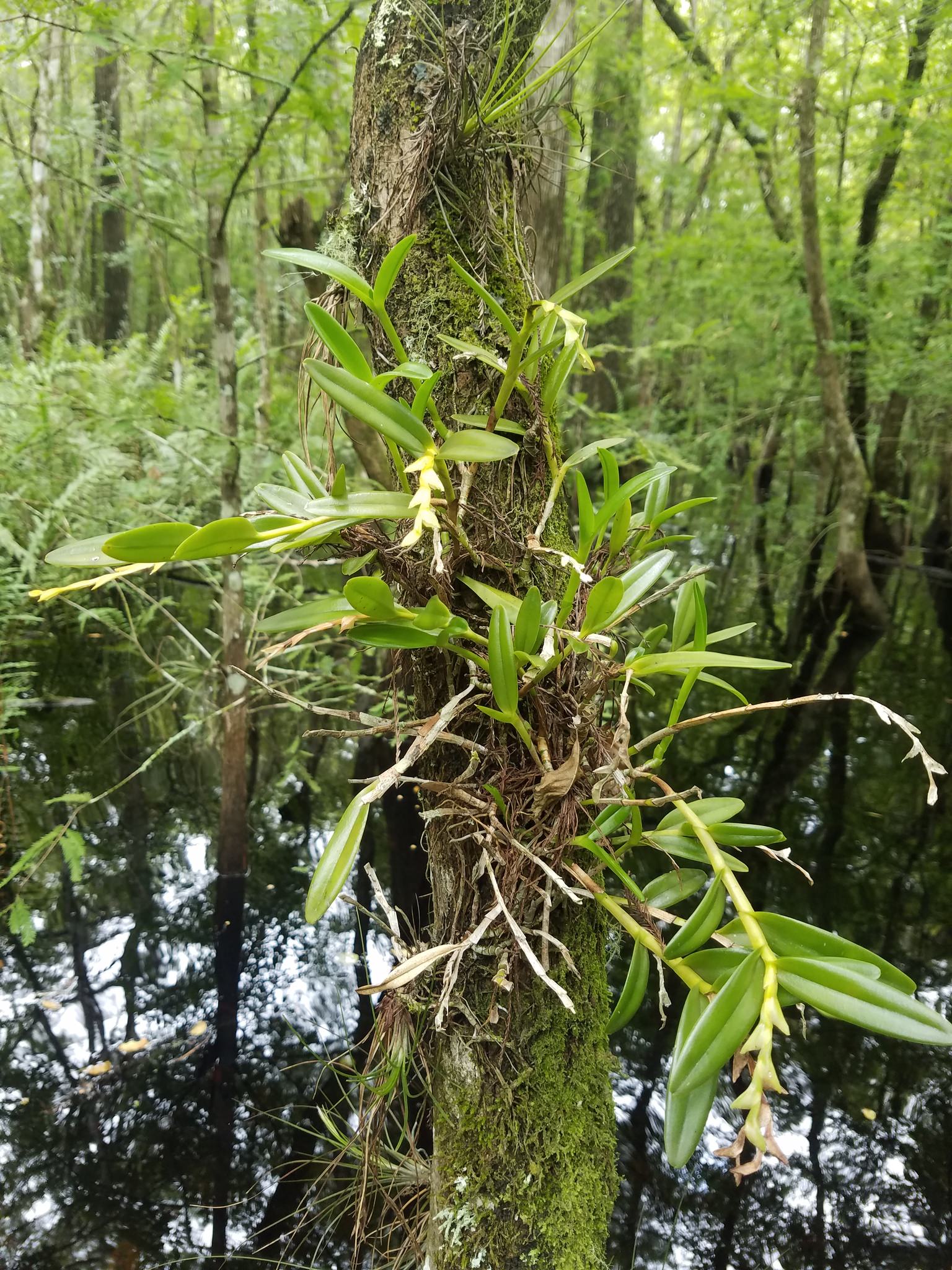 Epidendrum rigidum